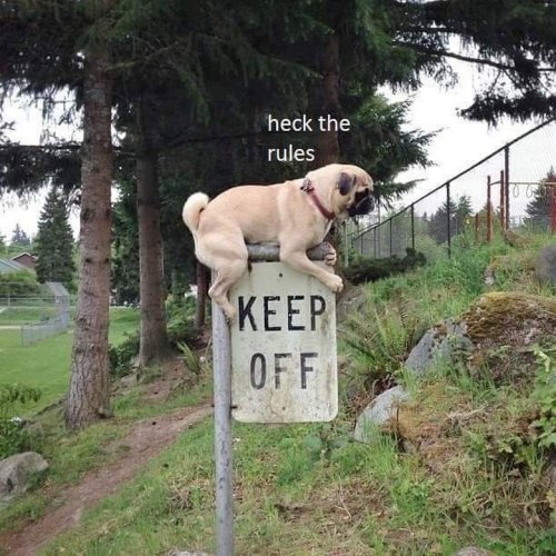 Hilarious Dog Photos That Will Make Your Brain Happy