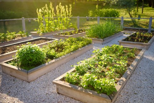 5 Home Gardening Ideas Worth Considering