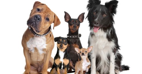 Dog personality determined by much more than breed, study finds