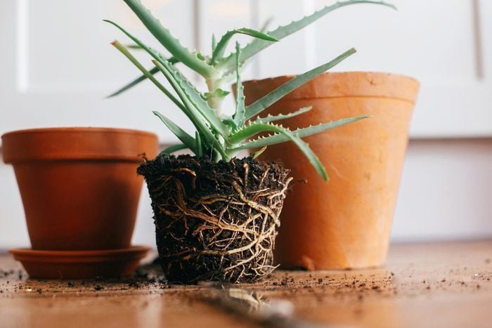 How to Fix Root Bound Plants and More Garden Basics