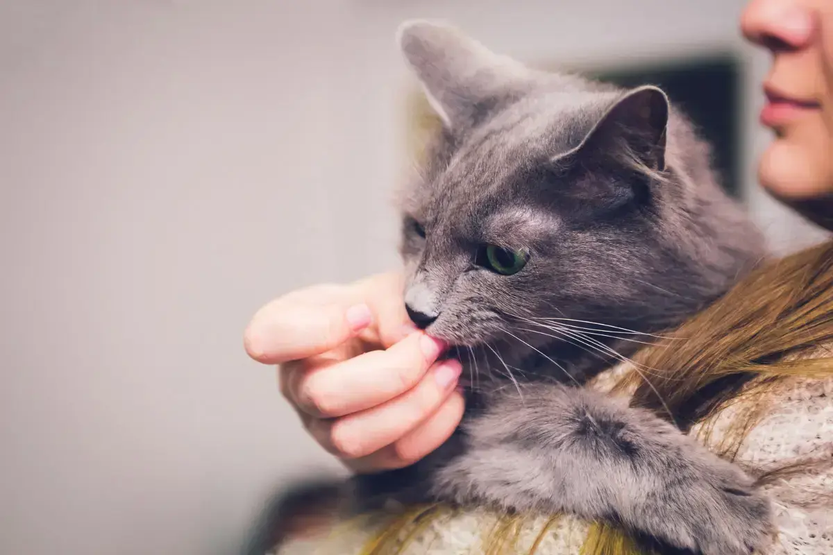 What does it Mean When a Cat Licks You? + More Cat Behaviour Explained