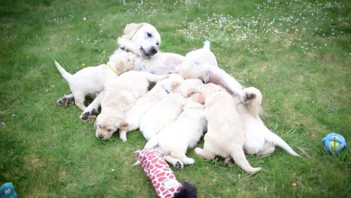 Dog abandoned while pregnant happily plays with her puppies in new video