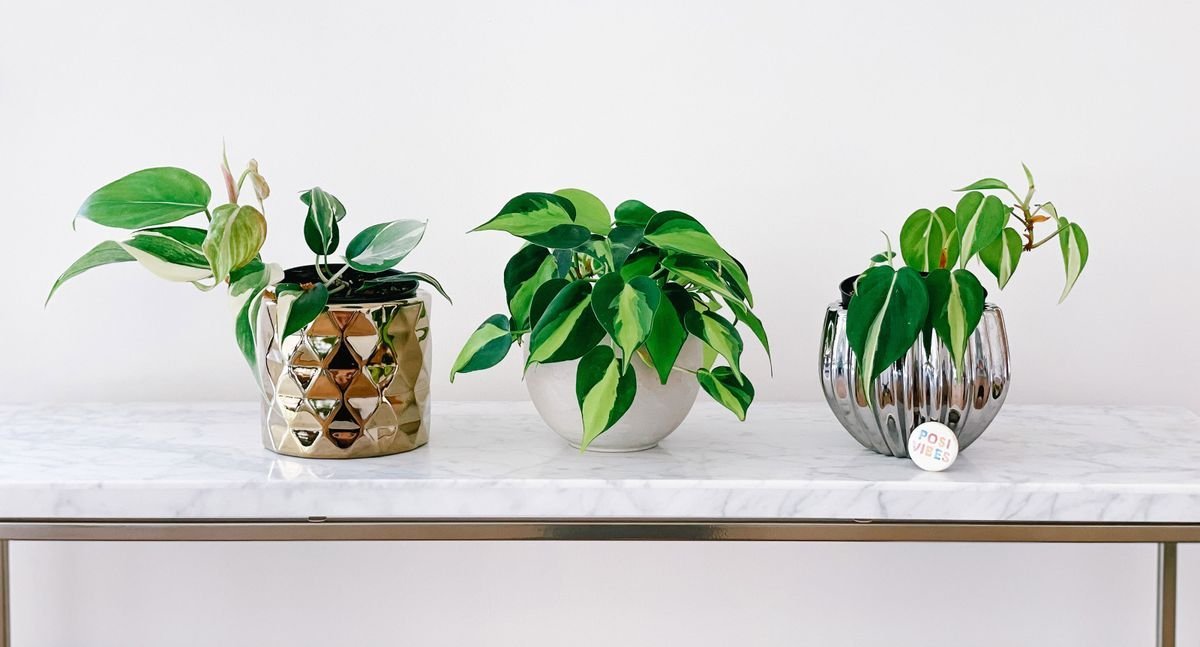 Indoor gardening know-how, straight from the experts