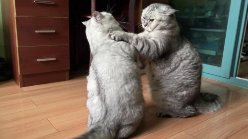 China: A Scene of Two Cats Interacting