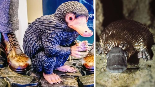 These Are the Real-Life Fantastic Beasts of the Wizarding World