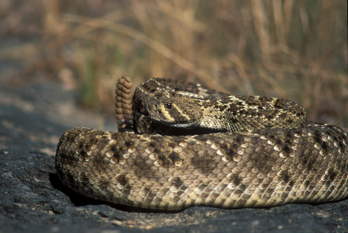 America's most venomous snakes