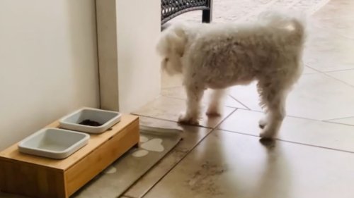 Exceptionally trained puppy obeys the commands of its owner for treats *Wholesome Video*