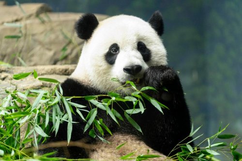 Panda Will Return To San Diego Zoo As China Plans To Resume Diplomatic Gesture