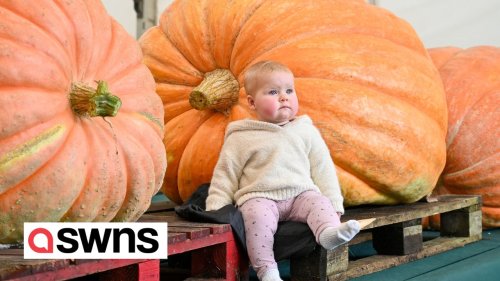 Supersized pumpkin weighing nearly 48st is so big it's unloaded by a forklift truck