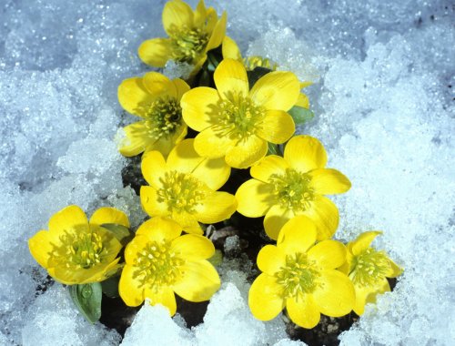 THE 6 MOST BEAUTIFUL FLOWERS THAT BLOOM IN WINTER