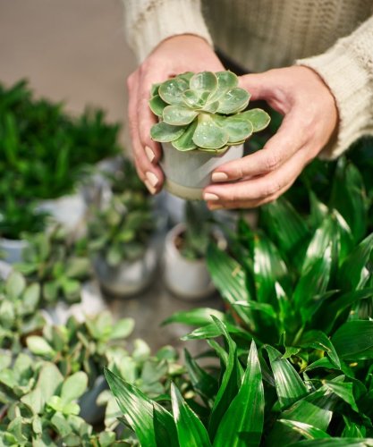 These 3 houseplants can help improve your microbiome 