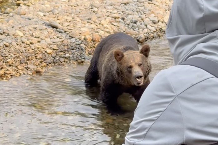 Watch a woman stay extraordinarily calm as a grizzly bear approaches her