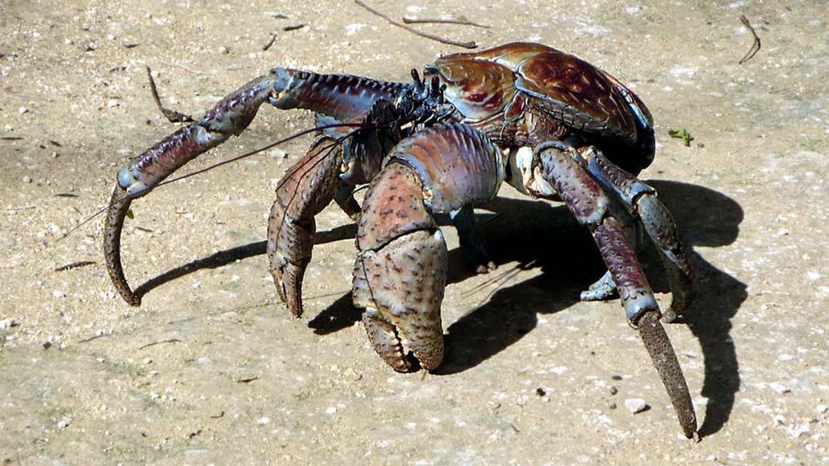 Call the Coconut Crab a Crustacean on Steroids — Plus Other Cool
