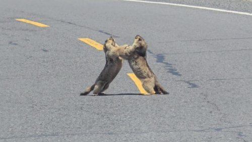 China: Two marmots fight in the middle of road