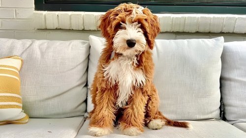 Goldendoodles Who Will Steal Your Heart Instantly