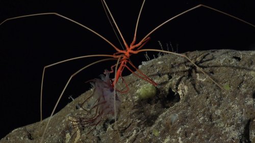 Scientists Discover More Than 100 New Species on Seamounts off the Coast of Chile