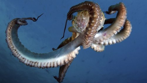 Why Is Octopus Blood Blue? — Plus Other Curious Questions About Animals