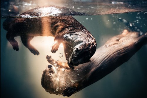 Heartwarming, hilarious, and award-winning nature photography you must see