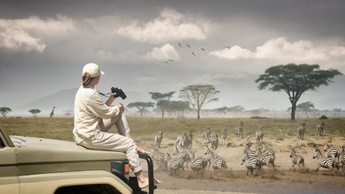 South Africa Or Kenya: Which Is The Better Safari Destination?  