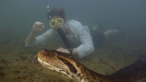 Close Underwater Encounter With Giant Anaconda in State of Mato Grosso, Brazil