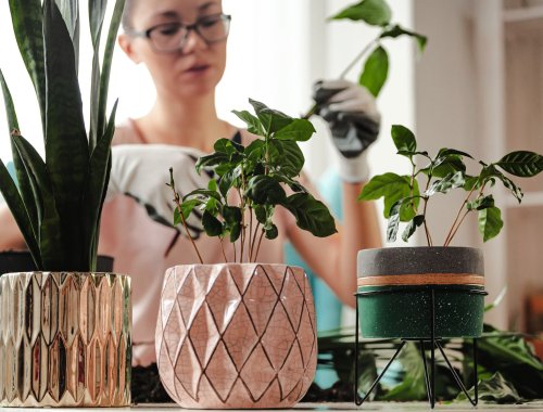 HOW TO CHOOSE THE RIGHT CONTAINER FOR YOUR HOUSEPLANT