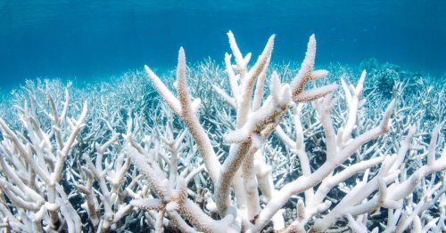 Australia rejects U.N. warning to list Great Barrier Reef as "in danger"