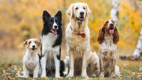 The Best Dog Breeds For You Depending On Your Personality and Interests