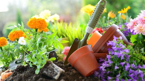 The Low-Maintenance Flower That Keeps Wasps Away Naturally