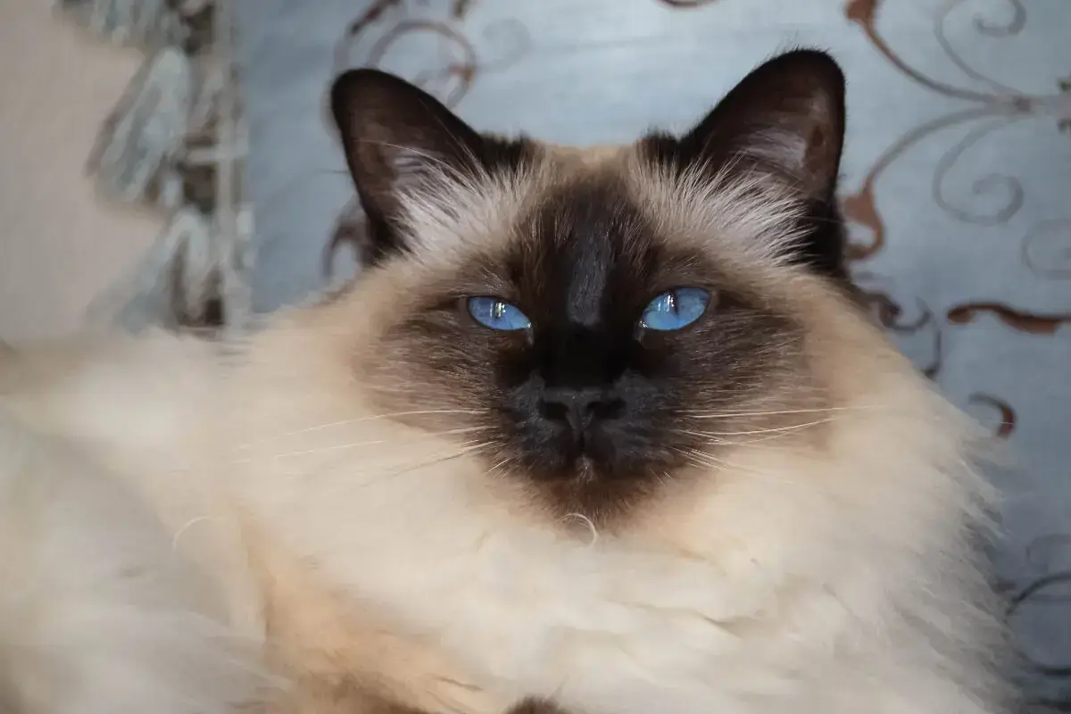 11 Blue Eyed Cat Breeds You Won't Be Able to Resist