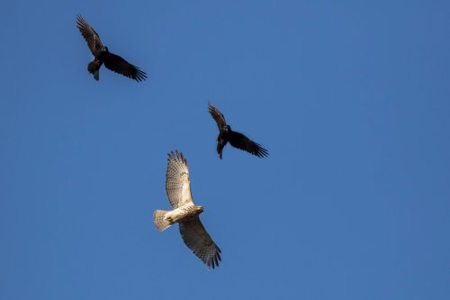 Why Do Crows Chase Hawks?