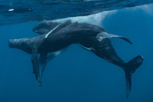 Humpbacks were spotted mating for the first time, but it's not what you think