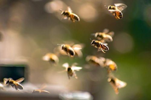On World Bee Day, Here's How You Can Help Pollinators Thrive