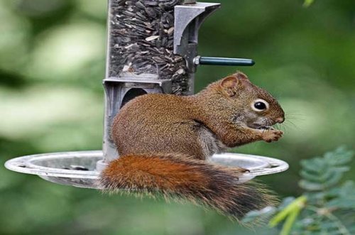 Squirrel-Proof Bird Feeders: What Really Works