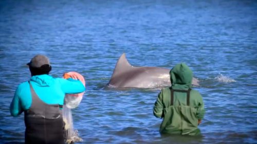 Dolphins Have Been Helping These Brazilian Fisherman Catch Fish for Nearly 150 Years