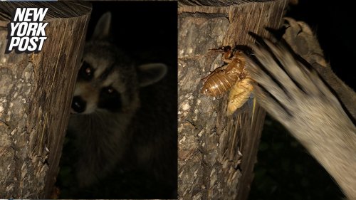 Cicada waits 17 years just to be snatched by a raccoon
