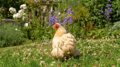 How to keep hens in your backyard