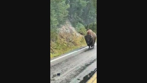 Windscreen Wiper Grabs Bison's Attention in Yellowstone
