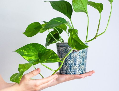 3 HOUSEPLANTS THAT DON’T NEED DRAINAGE HOLES