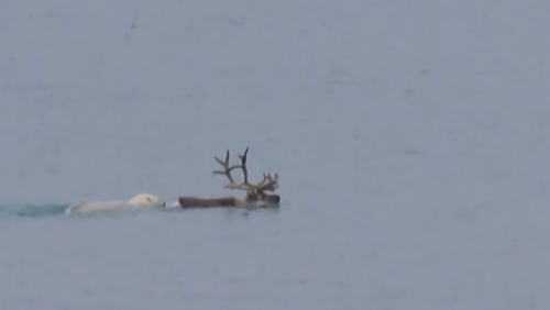 First time ever: Polar bear caught on video hunting caribou