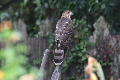 9 Types of Hawks You Should Know