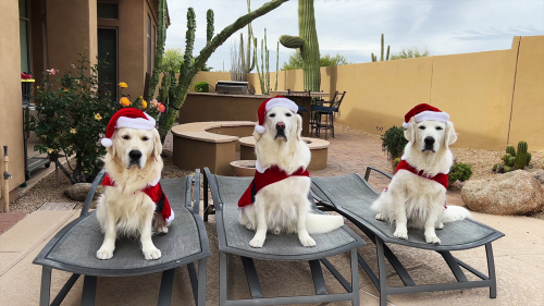 'Well-trained dogs dressed up in Santa costumes wave to the camera to wish viewers a Merry Christmas '