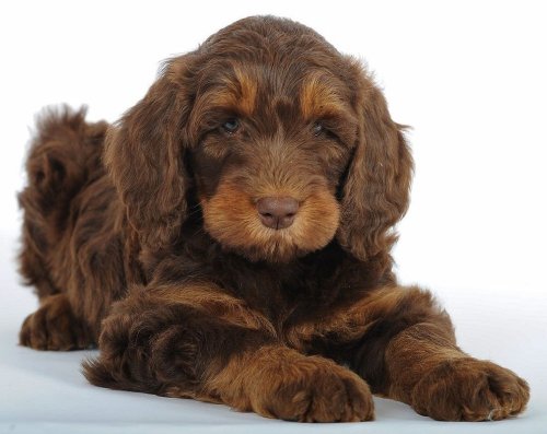 Why Everyone wants a Golden Mountain Doodle Dog