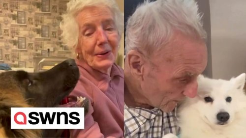 Heartwarming moment care home residents enjoy visit from therapy dogs