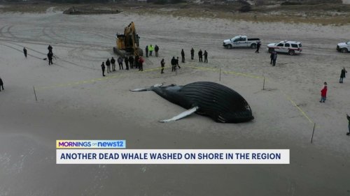 12 NJ coastal mayors sign letter to halt offshore wind activity after 8th whale found dead at Lido Beach