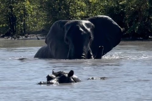 Who wins when an African elephant throws down with a hippo?