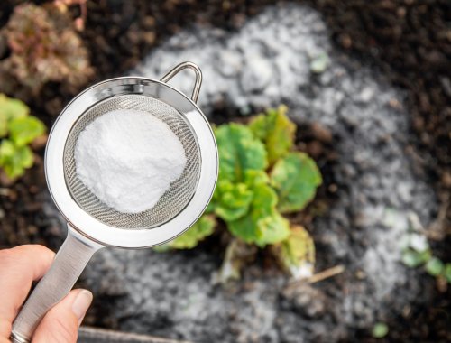 WHY YOU SHOULD USE BAKING SODA IN YOUR GARDEN