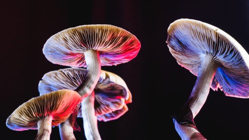 Study Finds Microdosing Psychedelic Mushrooms Can Improve Mood And Mental Health