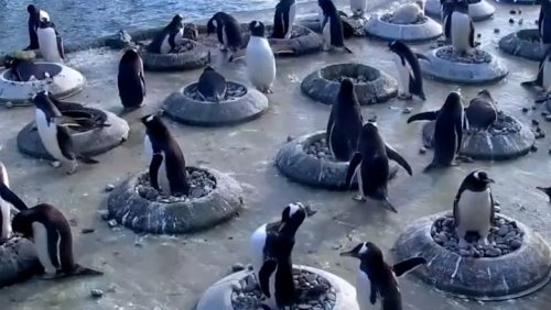 Courting penguins search for perfect pebble to woo females as mating season kicks off