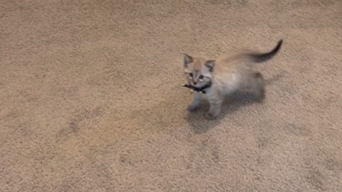 Unexpected kitten surprise instantly brightens up boy's mood *Emotional!*