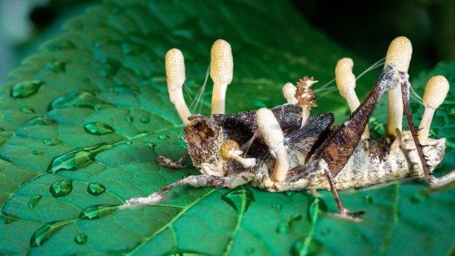 This Zombie Fungus Mind Controls Insects (REDUX)